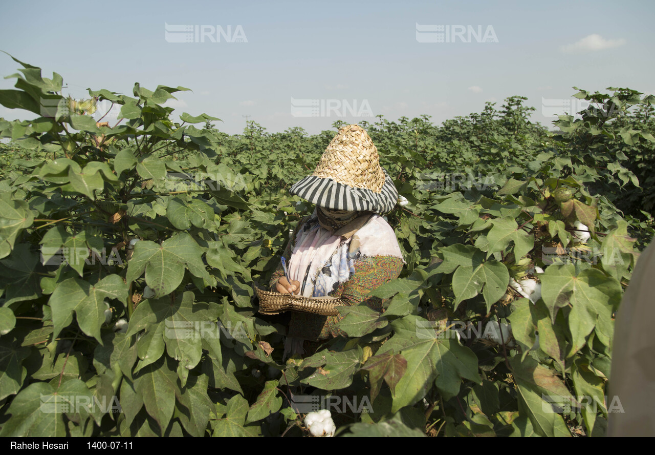 کاهش تولید پنبه در استان گلستان