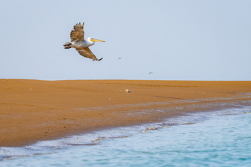 Zone humide de Khor Azini (Sirik) : une richesse de biodiversité au sud de l’Iran