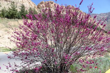 بهار زیبا در دره ارغوان