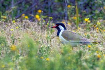 خوزستان کےعلاقے چمیم کی وائلڈ لائف- تیتری  (Red-wettled lapwing)