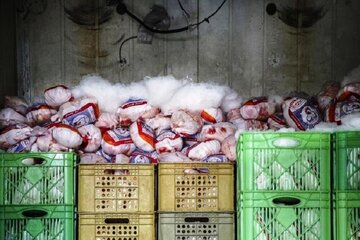 ظرفیت ذخیره‌سازی ۱۵ تا ۲۰تنی مرغ مازاد در چهارمحال و بختیاری 