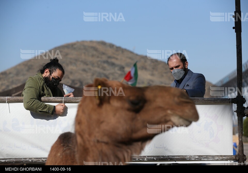 شانزدهمین نمایشگاه بین المللی دام،طیور و آبزیان