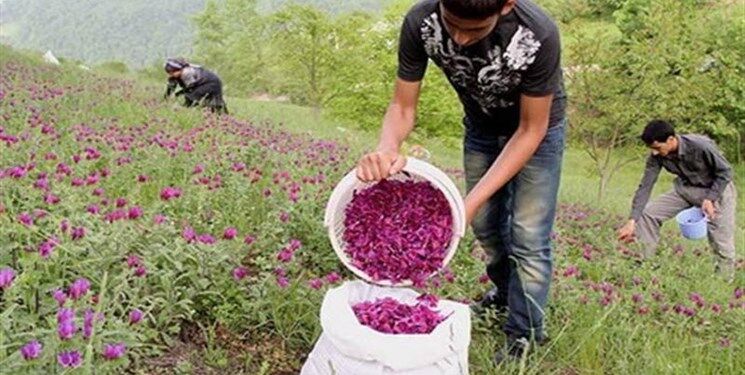 کشت گیاهان دارویی در 2500 هکتار از مراتع چهارمحال و بختیاری آغاز شد