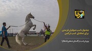 فیلم: صنعت اسب در گلستان ظرفیتی برای توسعه اقتصادی و اشتغالزایی