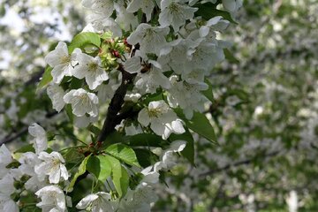 شکوفه باران باغات گیلاس اشنویه