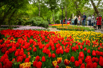 Le Jardin Iranien pour admirer les tulipes dans la capitale Téhéran