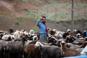 زندگی عشایر در مراتع همدان