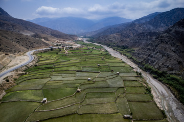 Terraced cultivation of rice in northern Iran