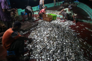 Pesca de camarones y peces en el Golfo Pérsico