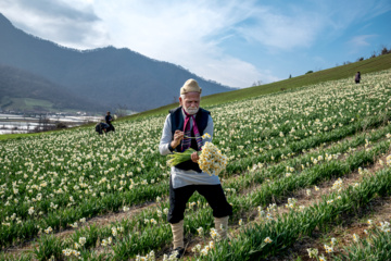 Iran : récolte des narcisses dans la province du Golestan 