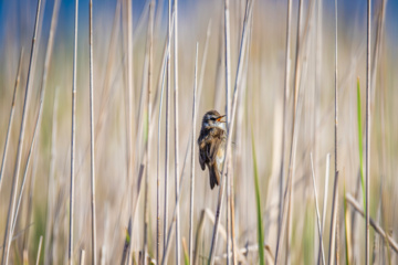 World Migratory Bird Day