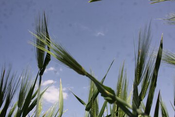 مزارع گندم وجو در سمنان