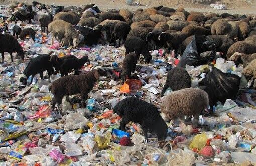 با متخلفان چرای دام بدون هویت درمراتع قزوین برخورد می شوند