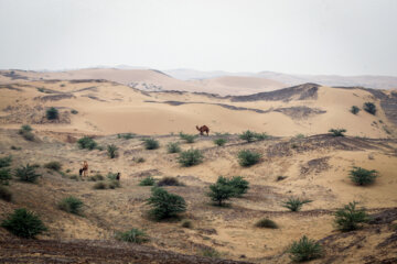 مالچ پاشی در خوزستان