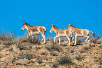 گور ایرانی