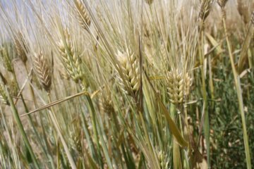 مزارع گندم وجو در سمنان