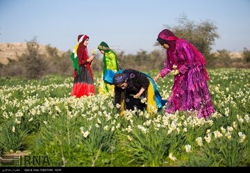 برداشت گل نرگس در کازرون آغاز شد