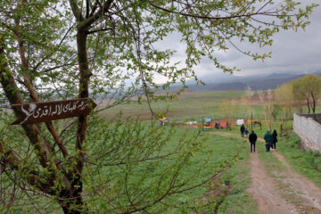 مزرعه گل های لاله در روستای اسپره خون