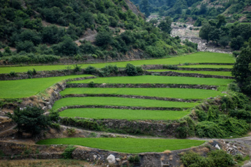 Terraced cultivation of rice in northern Iran