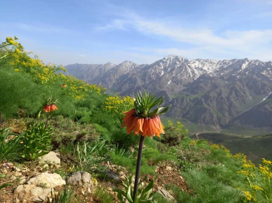 "پیرروستم" منطقه ای سرسبز برای ییلاق و قشلاق مردم هورامان تخت 10