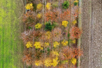 L'automne dans les forêts hyrcaniennes expose la magie de la nature dans chaque feuille. Le paysage intact et pittoresque de ces forêts en automne montre l'importance historique et la diversité végétale de ce trésor naturel iranien. 