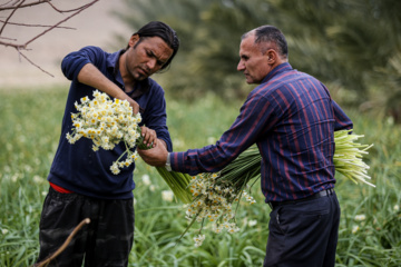 La récolte des narcisses en Iran 