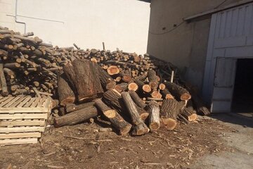 چهار تن چوب درخت بلوط قاچاق در شهرکرد کشف و ضبط شد