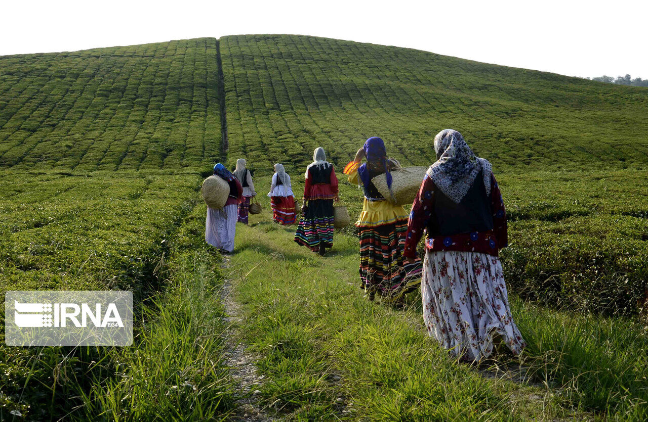 یک هزار و ۴۳۴ تن برگ سبز چای در گیلان خریداری شد