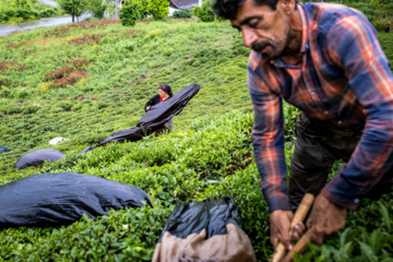 Lahijan tea