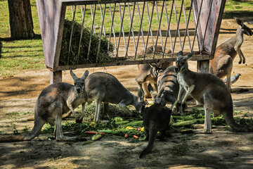 El Zoo Eram de Teherán
