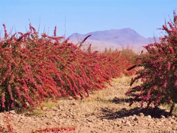 برداشت زرشک در خراسان جنوبی