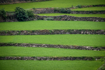 Terraced cultivation of rice in northern Iran