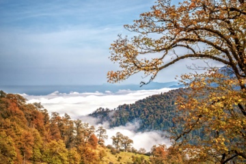 L'automne dans les forêts hyrcaniennes expose la magie de la nature dans chaque feuille. Le paysage intact et pittoresque de ces forêts en automne montre l'importance historique et la diversité végétale de ce trésor naturel iranien. 