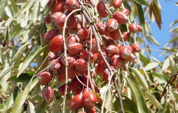 برداشت سنجد در آذربایجان‌غربی آغاز شد/ گامی دیگر در تولید اقلام کم‌آب‌بر