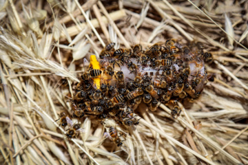 Bee  Breeding