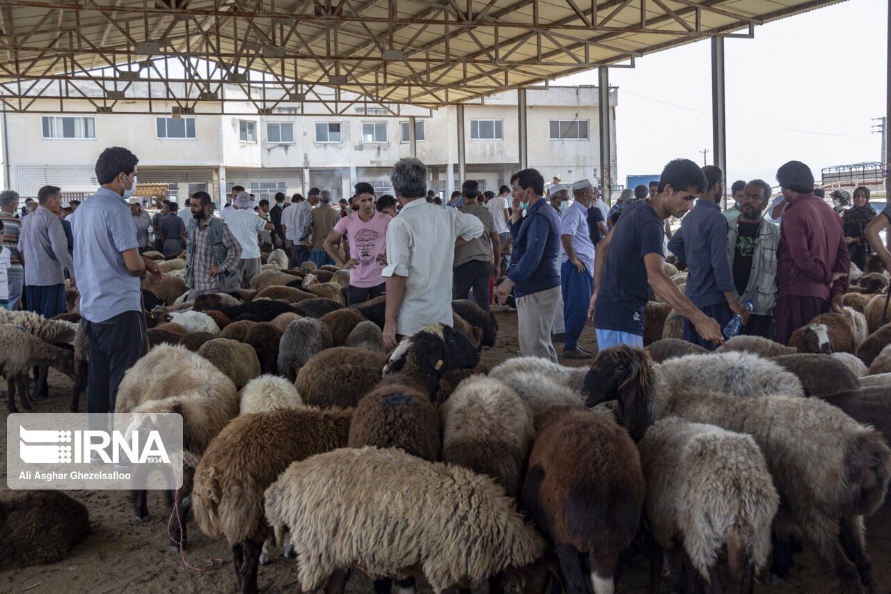 عرضه ۲ برابری دام قربانی در گنبدکاووس