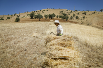 برداشت سنتی گندم از مزارع کردستان