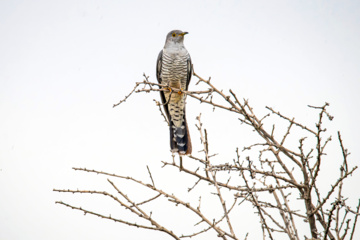خوزستان کےعلاقے چمیم کی وائلڈ لائف - کوکو برڈ (Male cuckoo)