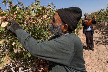 برداشت پسته در ایلخچی