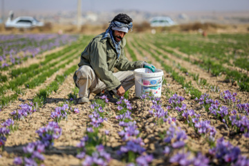 برداشت زعفران از مزارع خراسان شمالی