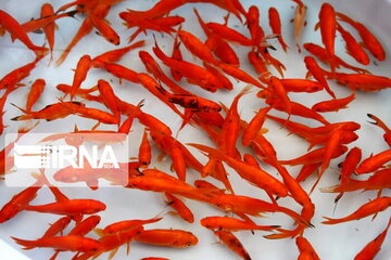 شهروندان زنجانی ماهی‌های قرمز را به محل‌های تعیین شده تحویل دهند