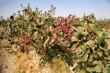 برداشت پسته از باغات خراسان شمالی