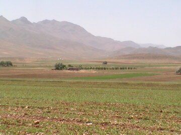 بیش از ۹۰ درصد گندم  کردستان به سطح سبز رسیده است