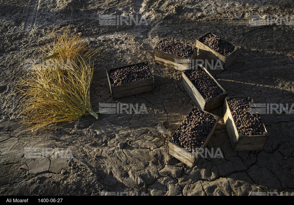 برداشت خرما از نخلستان های غزاویه شهرستان کارون