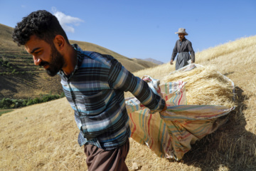 Traditional wheat harvest in western Iran