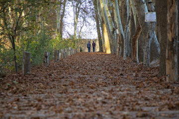 Autumn leaves in Pahlavanpur Garden