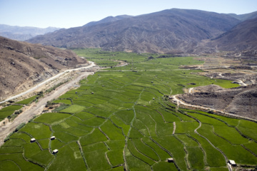 Terraced cultivation of rice in northern Iran