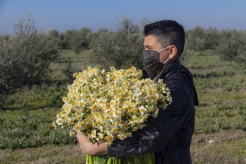 برداشت گل نرگس در خفر فارس آغاز شد