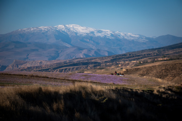 Cosecha de azafrán en el norte de Irán