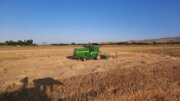 کشاورزان خراسان شمالی ۶ هزار و ۳۹۳ تن گندم تحویل دولت دادند 